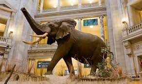 smithsonian-natural-history-museum-great-hall